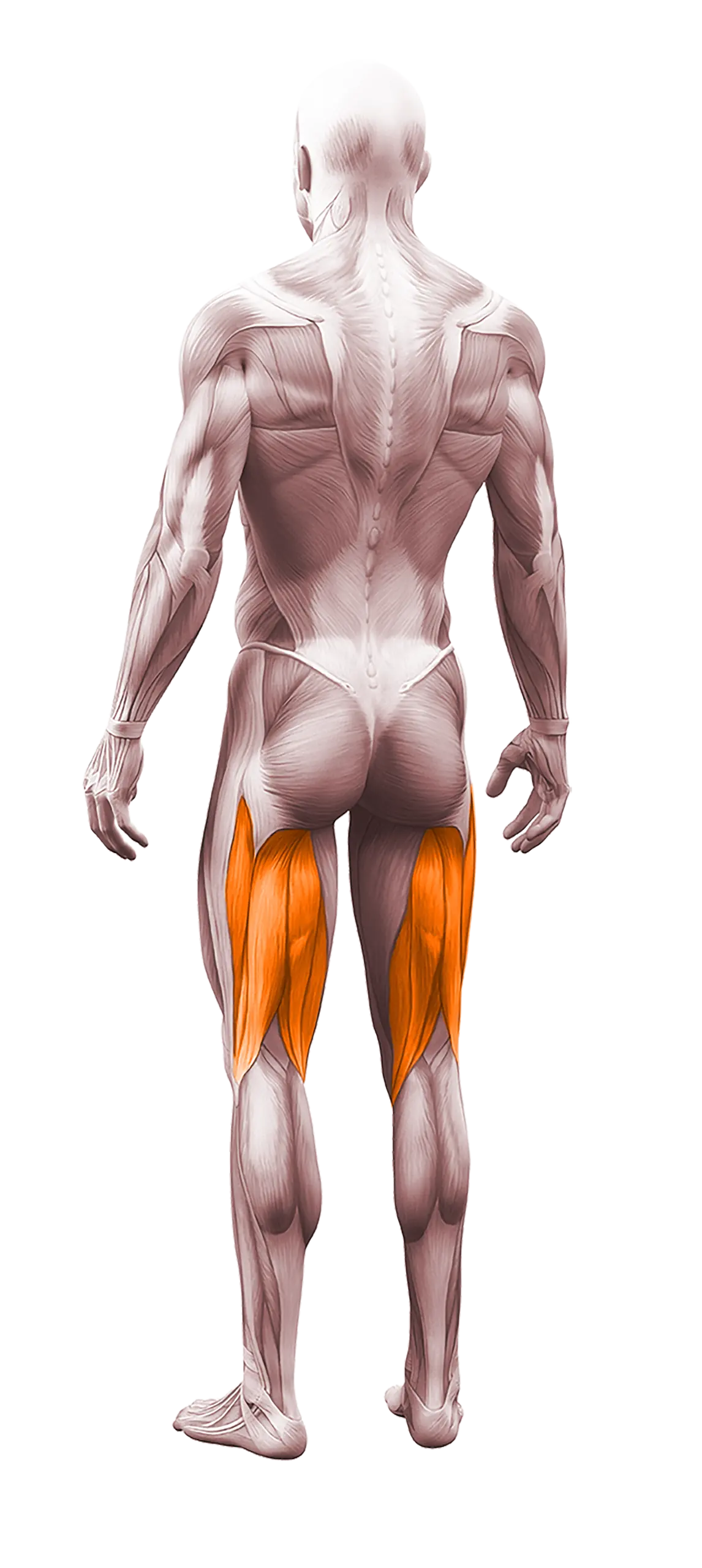 hamstrings